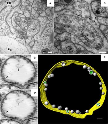 Three-Dimensional Architecture and Biogenesis of Membrane Structures Associated with Plant Virus Replication